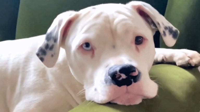 deaf dogo argentino