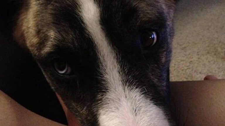dexter the adopted shelter dog