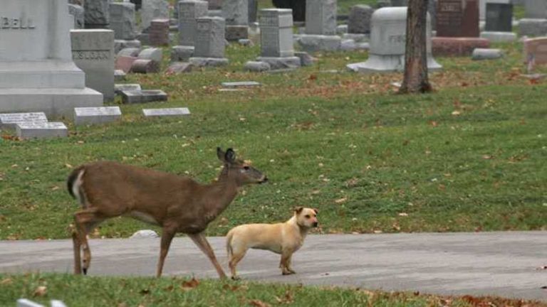 Orphaned Deer and Stray Dog Became Unlikely Best Friends at Cemetery
