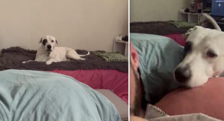Sweet Dog Wants to Kiss Mom’s Pregnant Belly Too