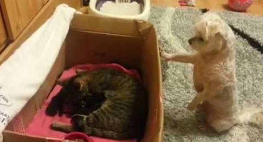 Dog Sees Newborn Kittens for the First Time