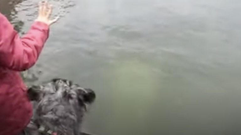 dog gets polar bear surprise