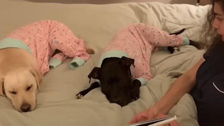 Dog Gets So Excited When She Realizes Her Best Friend is Sleeping Over
