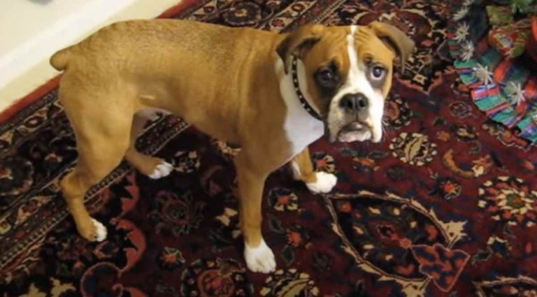 boxer dog doesn't like farts