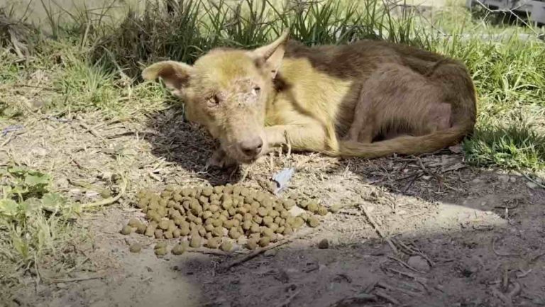 Rescue Dog Found Starving Changes Color When He Finally Feels Safe