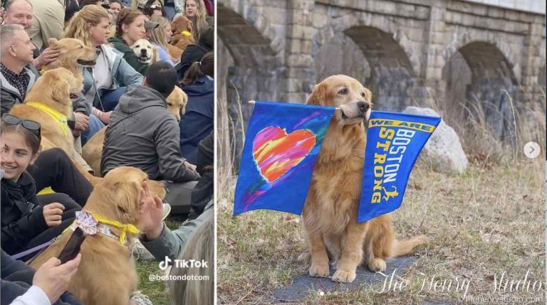 More Than 100 Golden Retrievers Cheered On Boston Marathon Runners For One Heartwarming Reason