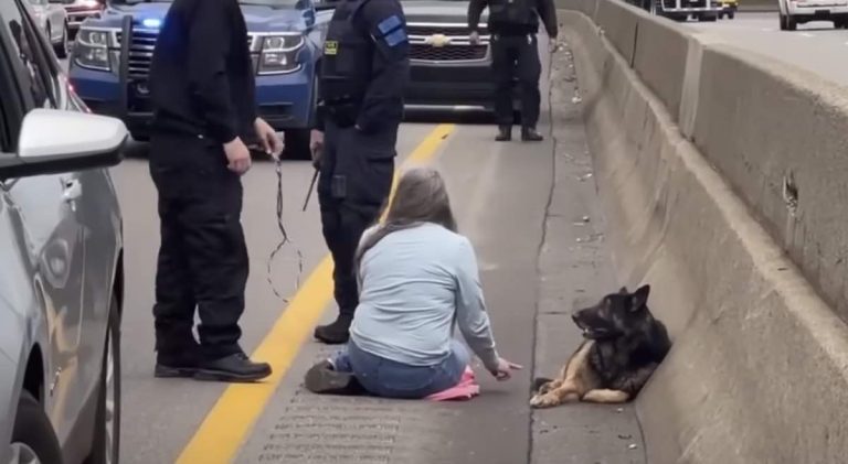Good Samaritan helps German Shepherd on highway