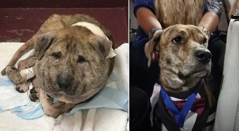 gus rescued by Houston K-911