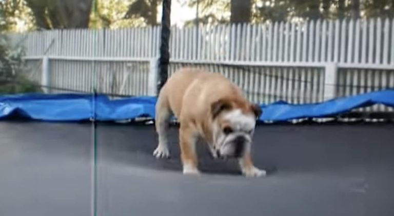 Harald bulldog on trampoline