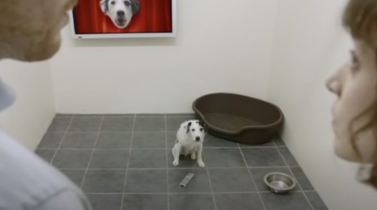 Dog Hilariously Persuades Potential Adopters to Take Him Home