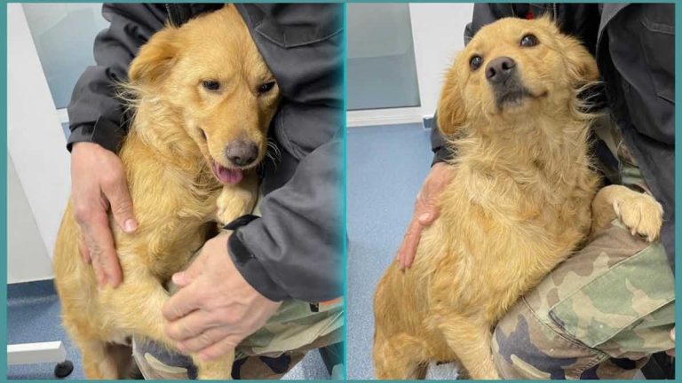 Sweetest Stray Dog So Happy When She Realizes She’s Been Rescued