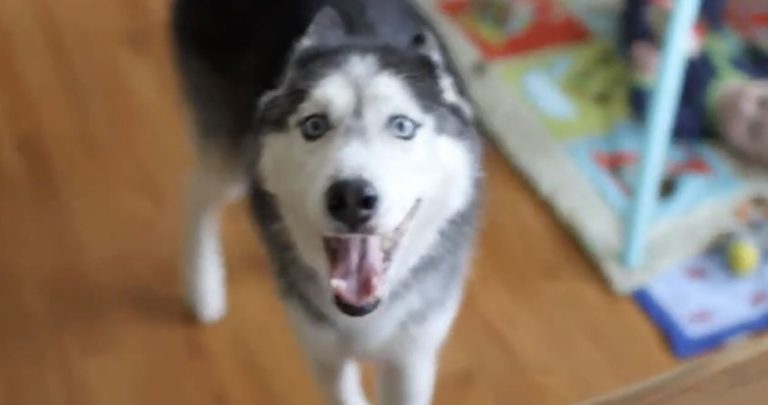 husky wants waffles