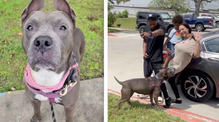 Dog Spends 301 Days In Shelter, Reunites With Family Who Thought She was Dead