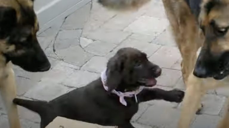 Labrador Retriever Puppy Takes on Two German Shepherd Dogs