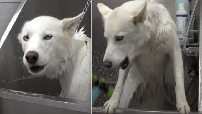 Link the husky groomed