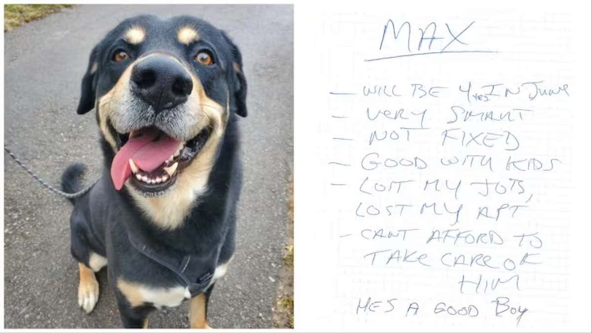 Dog Abandoned With Note To Be Rehomed After ‘Heartbroken’ Family Talks With Shelter