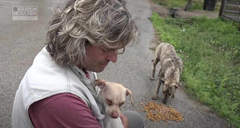 Rescuer Feeding Stray Dogs Ends Up Saving One Who Crawls Into His Arms