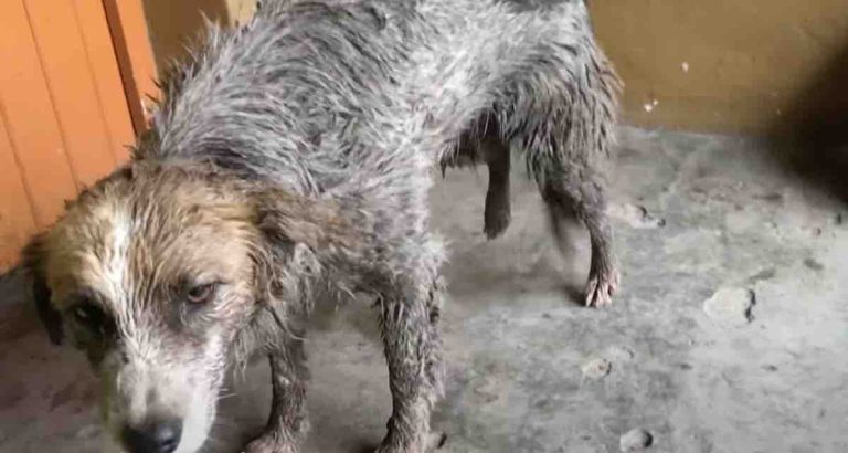 abandoned Border Collie a dog transformed