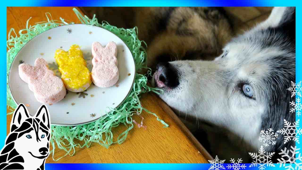 How to Make Marshmallow Peeps for Dogs