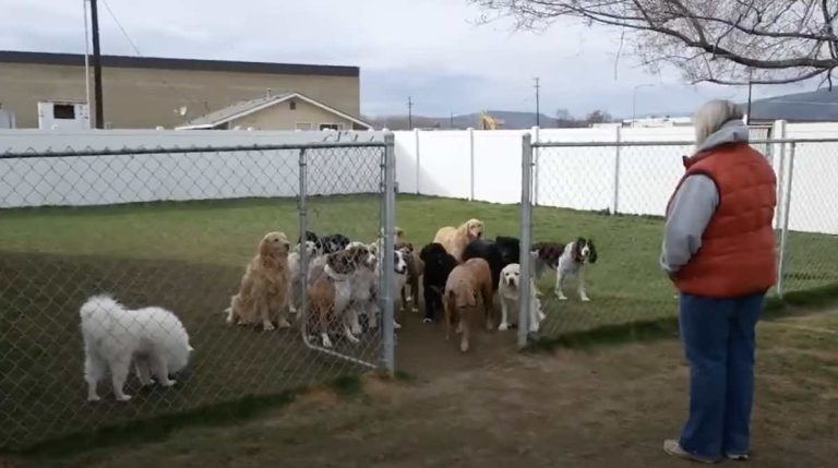 group of polite dogs