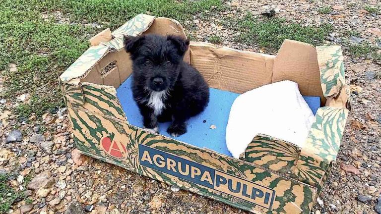 puppy abandoned in cardboard box