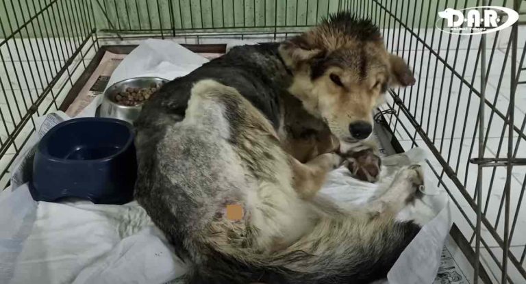 Dog Found in Irrigation Canal Covered in Maggots Survives Against the Odds