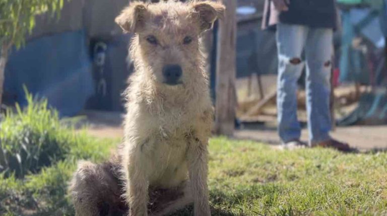 Dog Hurt In Attack Makes Incredible Recovery