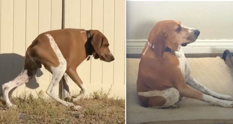 squishy the dog