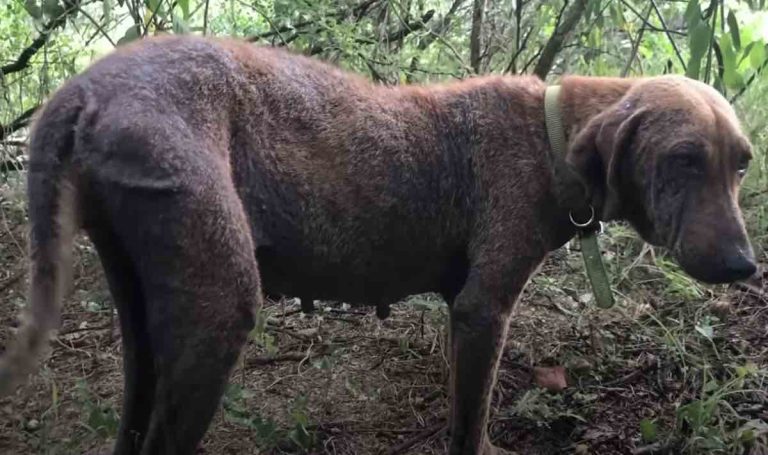 steppy rescued from being a stray