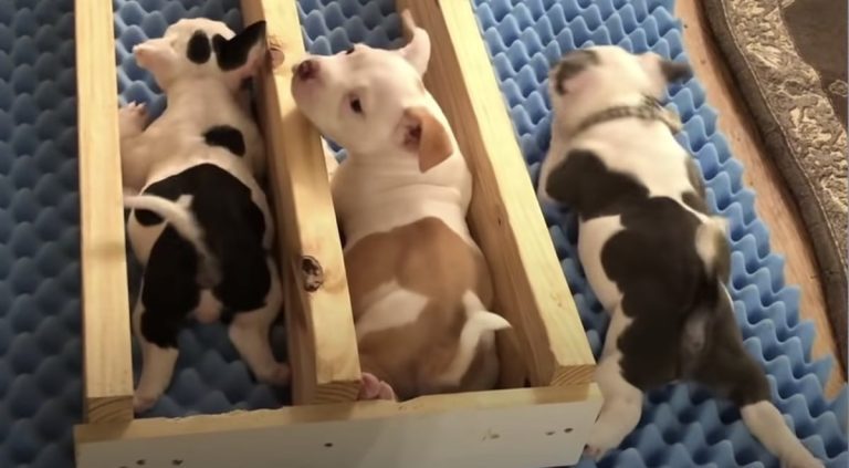 swimmer puppies rescued