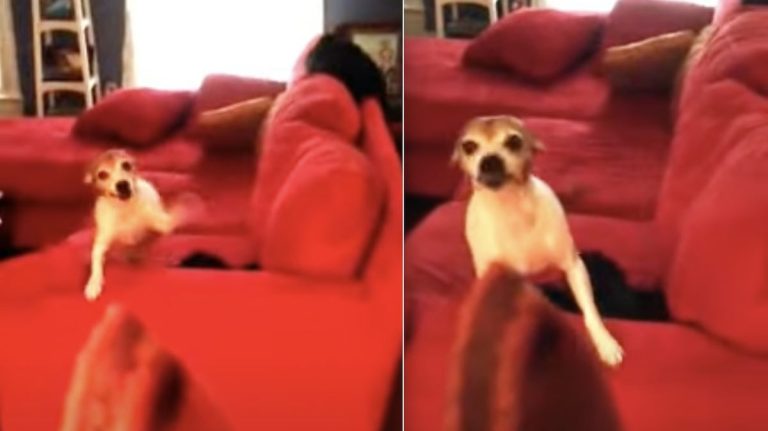 Cute Rescue Dog Discovers New Treat She Really Loves