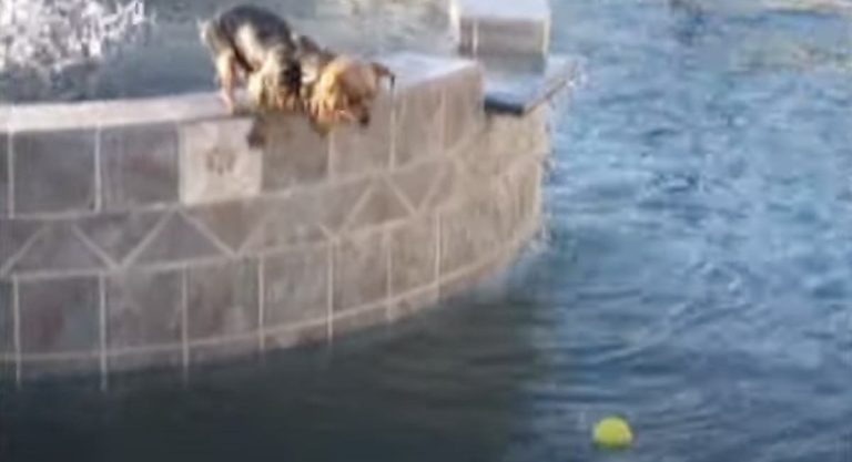 yorkshire terrier dives into pool