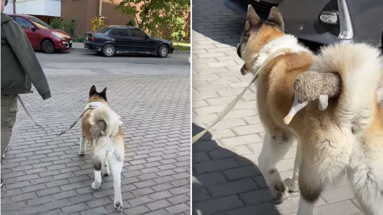 akita carries toy in tail