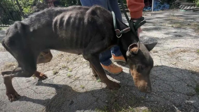 starving doberman pinscher rescued by Stray Rescue of St. Louis