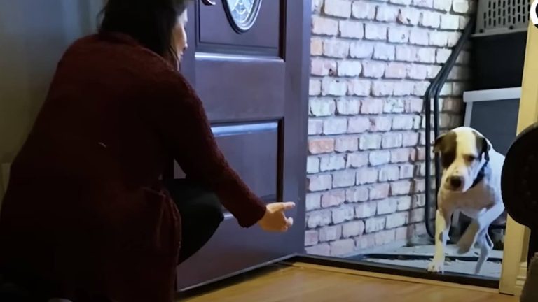 Rescued Dog Scared to Go Through Doors Wants His Hand Held