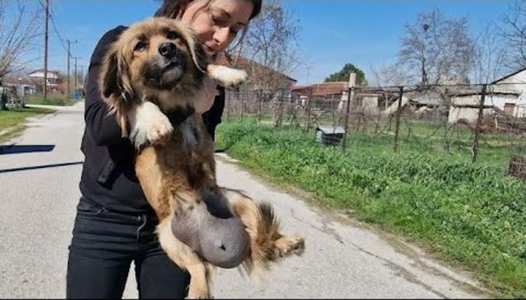 Stray dog with big belly rescued