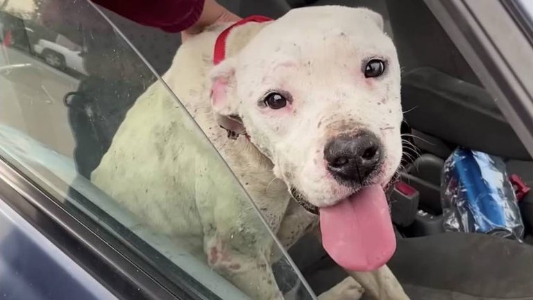 Charlie Bear rescued off the streets
