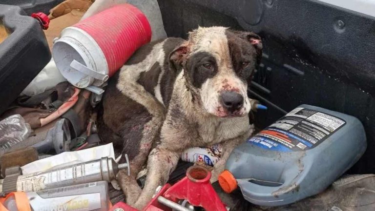 Charlie Sikes rescued at Stray Rescue of St. Louis