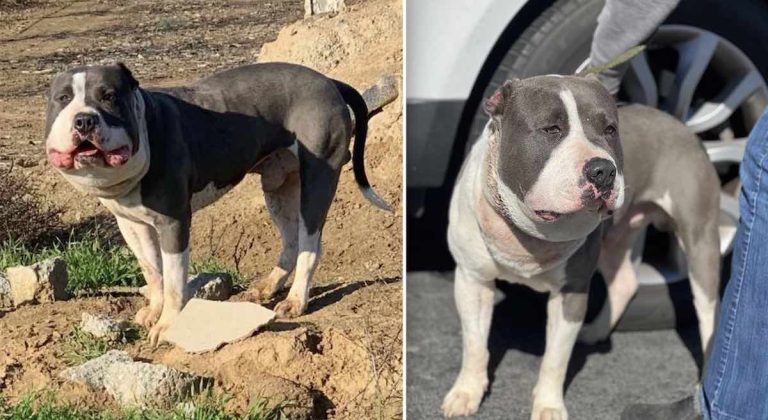 Chunky the dog rescued