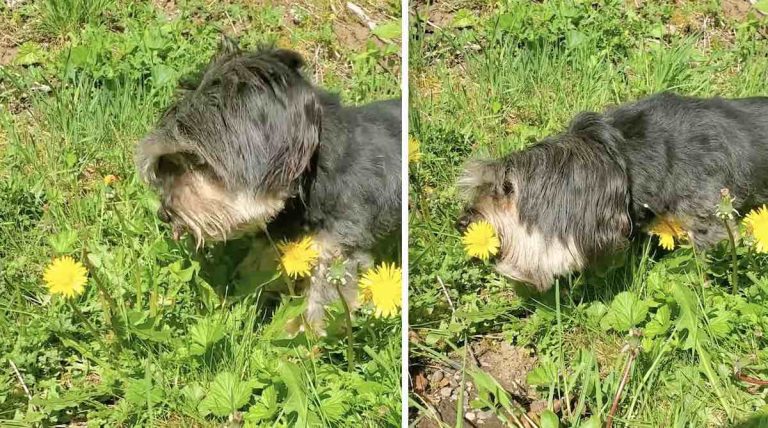 Funny Dog Enjoys Picking Dandelions