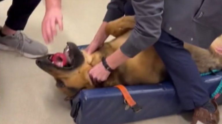 dog saved from choking on toy