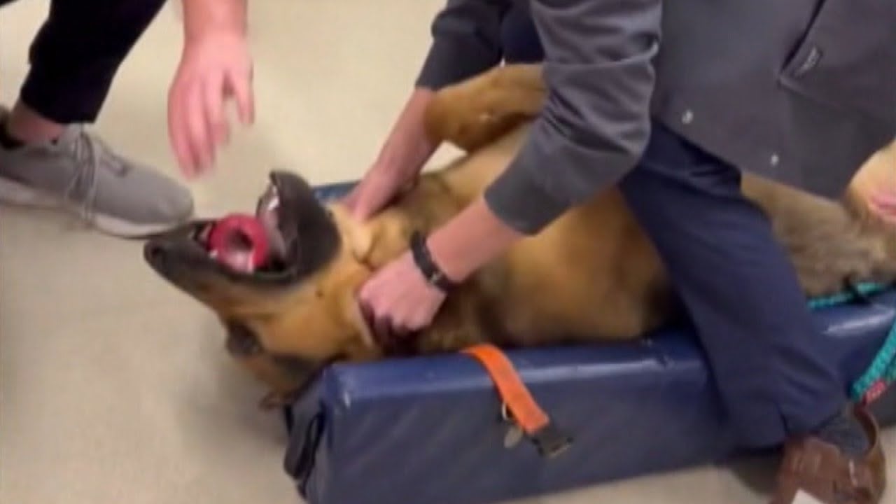 German Shepherd Choking On Dog Toy Saved By Veterinarian