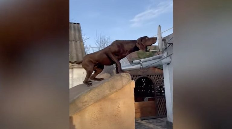 Dog Strikes Statue-like Pose When He Sees Tiny Intruder At His Home