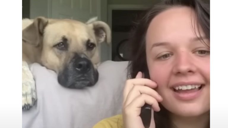 dog reacts to certain words