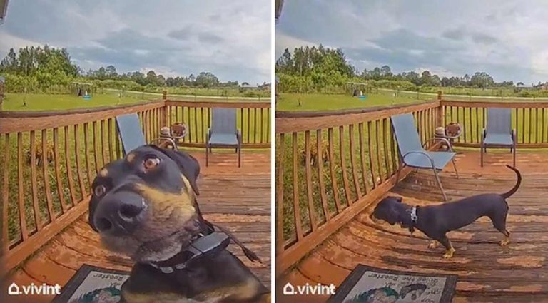 dog rings doorbell