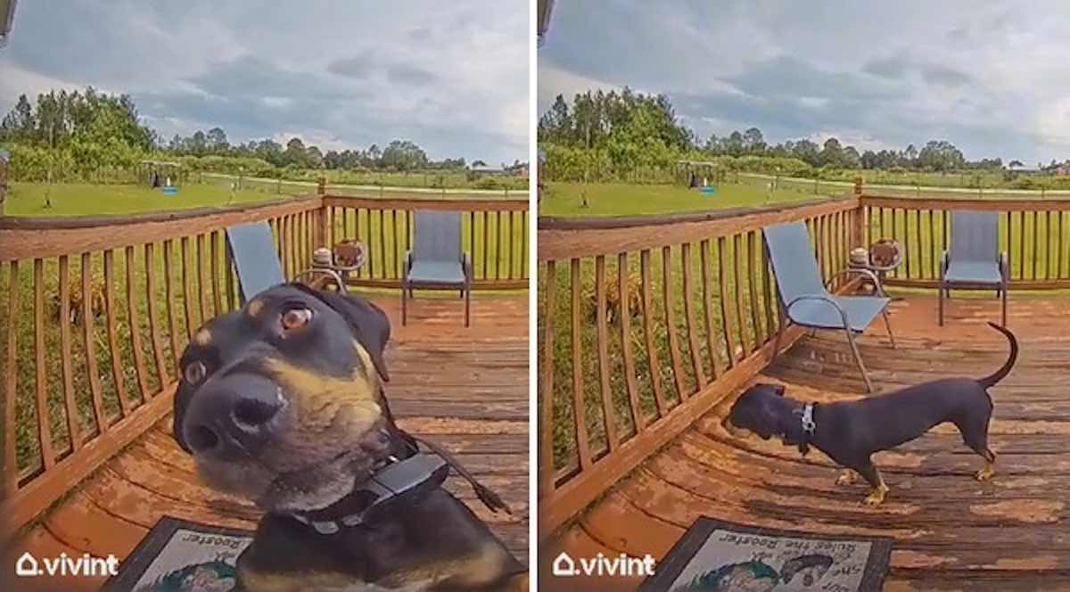 Dog Reacts Adorably When She Rings Doorbell and Realizes ‘Someone is at the Door’