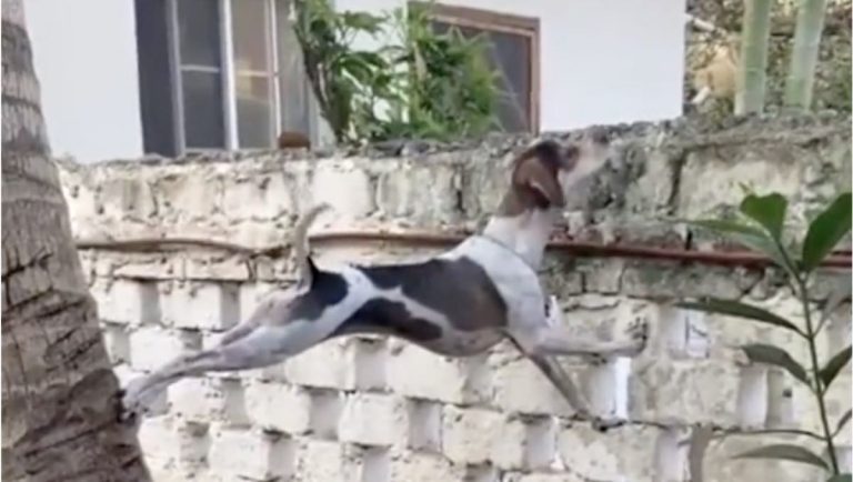 Curious Dog Scales Wall to Check Out What Neighbors Are Doing