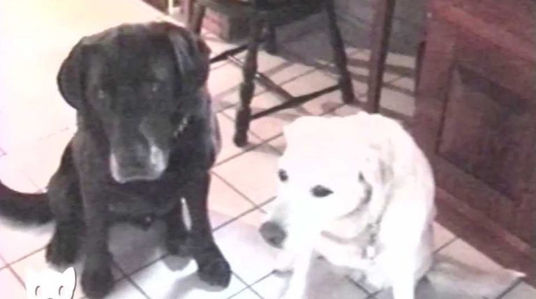 dog shows off girlfriend