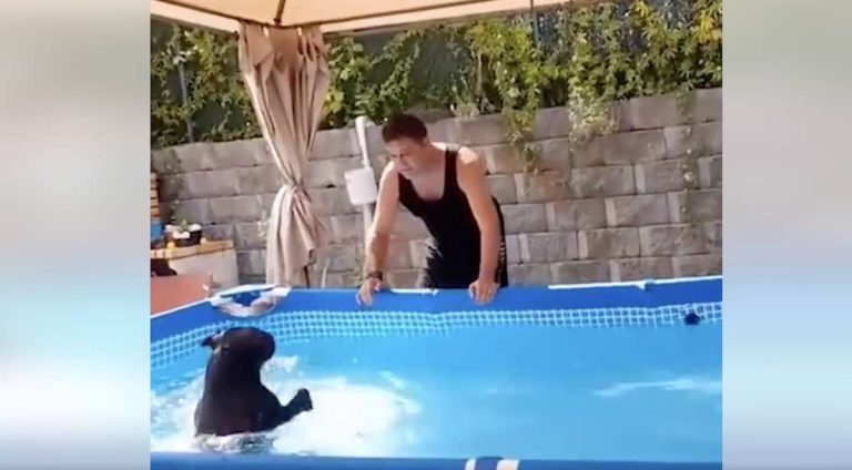 dog refuses to get out of pool