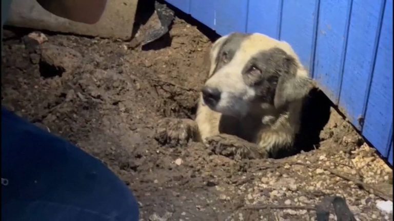 dog stuck under house after tornado